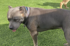 Screen-Shot-2020-12-03-at-10.33.08-AM