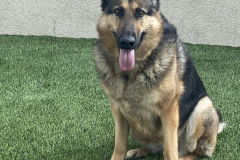 Screen-Shot-2020-12-03-at-10.33.15-AM