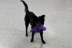 Screen-Shot-2020-12-03-at-10.34.11-AM