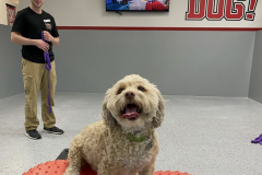 Screen-Shot-2020-12-03-at-10.34.48-AM