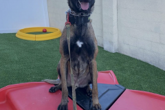 Screen-Shot-2020-12-03-at-10.35.01-AM