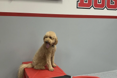 Screen-Shot-2020-12-03-at-10.35.07-AM