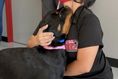 Screen-Shot-2020-12-03-at-10.35.38-AM