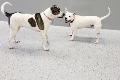 Screen-Shot-2020-12-03-at-10.36.02-AM