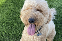 Screen-Shot-2020-12-03-at-10.36.22-AM