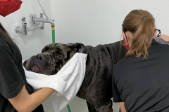 Screen-Shot-2020-12-03-at-10.37.44-AM