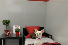 Screen-Shot-2020-12-03-at-10.38.00-AM