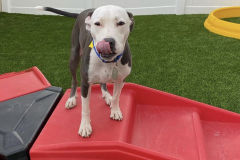 Screen-Shot-2020-12-03-at-10.38.19-AM