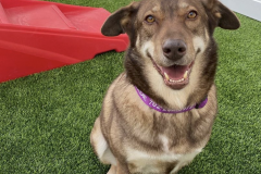 Screen-Shot-2020-12-03-at-10.38.28-AM