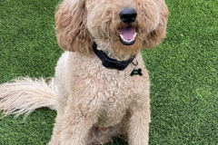 Screen-Shot-2020-12-03-at-10.38.45-AM