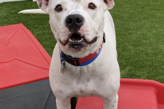 Screen-Shot-2020-12-03-at-10.38.54-AM