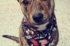 Screen-Shot-2020-12-03-at-10.39.00-AM