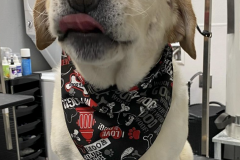 Screen-Shot-2020-12-03-at-10.39.27-AM