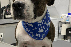 Screen-Shot-2020-12-03-at-10.39.33-AM