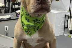 Screen-Shot-2020-12-03-at-10.39.40-AM