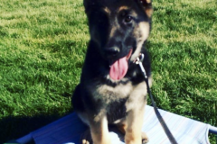 Screen-Shot-2020-12-03-at-10.10.56-AM