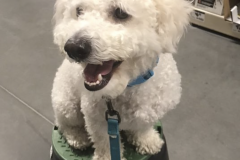 Screen-Shot-2020-12-03-at-10.12.04-AM