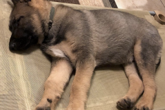 Screen-Shot-2020-12-03-at-10.12.27-AM