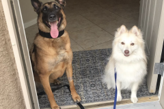 Screen-Shot-2020-12-03-at-10.13.07-AM