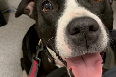 Screen-Shot-2020-12-03-at-10.13.16-AM