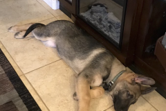 Screen-Shot-2020-12-03-at-10.13.52-AM