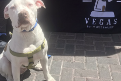 Screen-Shot-2020-12-03-at-10.14.18-AM