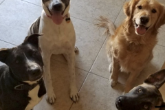 Screen-Shot-2020-12-03-at-10.14.29-AM