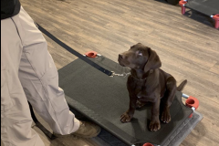 Screen-Shot-2020-12-03-at-10.15.06-AM