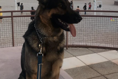 Screen-Shot-2020-12-03-at-10.15.28-AM