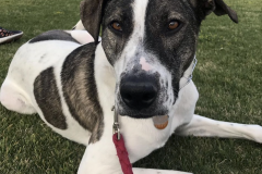 Screen-Shot-2020-12-03-at-10.16.01-AM