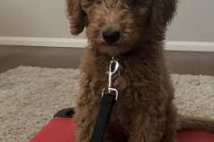 Screen-Shot-2020-12-03-at-10.16.38-AM