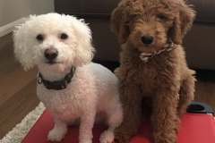 Screen-Shot-2020-12-03-at-10.16.47-AM