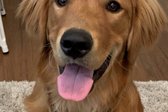 Screen-Shot-2020-12-03-at-10.17.38-AM