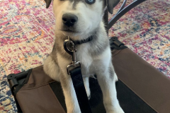 Screen-Shot-2020-12-03-at-10.17.56-AM