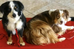 Screen-Shot-2020-12-03-at-10.18.24-AM