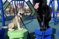 Screen-Shot-2020-12-03-at-10.18.37-AM