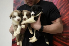 Screen-Shot-2020-12-03-at-10.19.02-AM