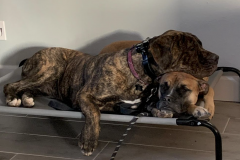 Screen-Shot-2020-12-03-at-10.20.19-AM