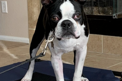 Screen-Shot-2020-12-03-at-10.20.31-AM