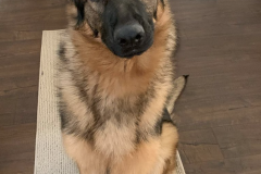 Screen-Shot-2020-12-03-at-10.21.29-AM