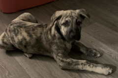 Screen-Shot-2020-12-03-at-10.21.38-AM