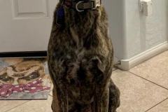 Screen-Shot-2020-12-03-at-10.21.47-AM