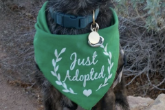 Screen-Shot-2020-12-03-at-10.22.00-AM