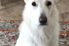 Screen-Shot-2020-12-03-at-10.22.16-AM