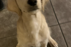 Screen-Shot-2020-12-03-at-10.22.28-AM