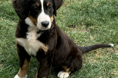 Screen-Shot-2020-12-03-at-10.23.07-AM