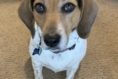 Screen-Shot-2020-12-03-at-10.23.36-AM