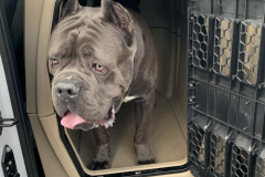 Screen-Shot-2020-12-03-at-10.23.56-AM