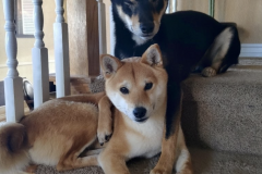 Screen-Shot-2020-12-03-at-10.24.06-AM