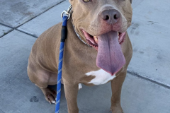 Screen-Shot-2020-12-03-at-10.24.17-AM